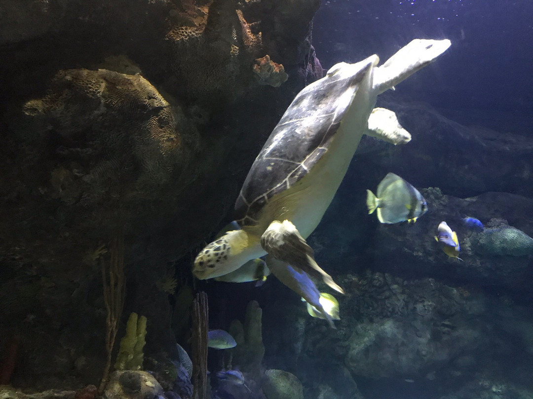 SEA LIFE at Mall of America-布卢明顿必去景点