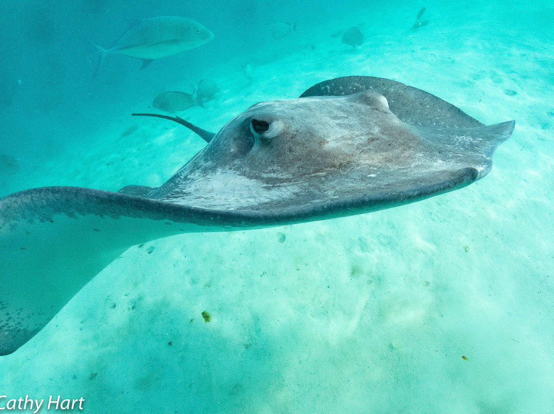 WhaleSwim Adventures-莫雷阿岛必去景点