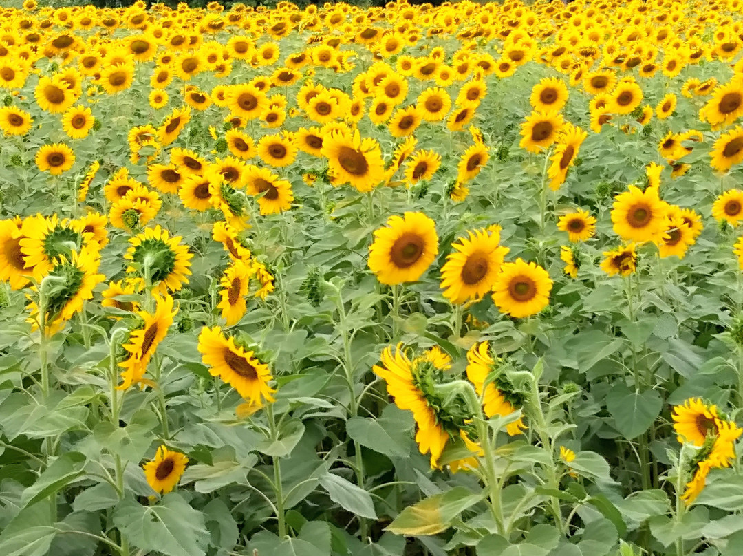 Sunflower Field景点图片
