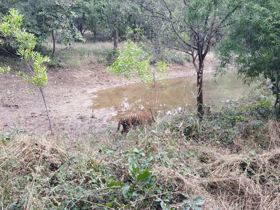 Tiger and Lion Safari, Shimoga景点图片