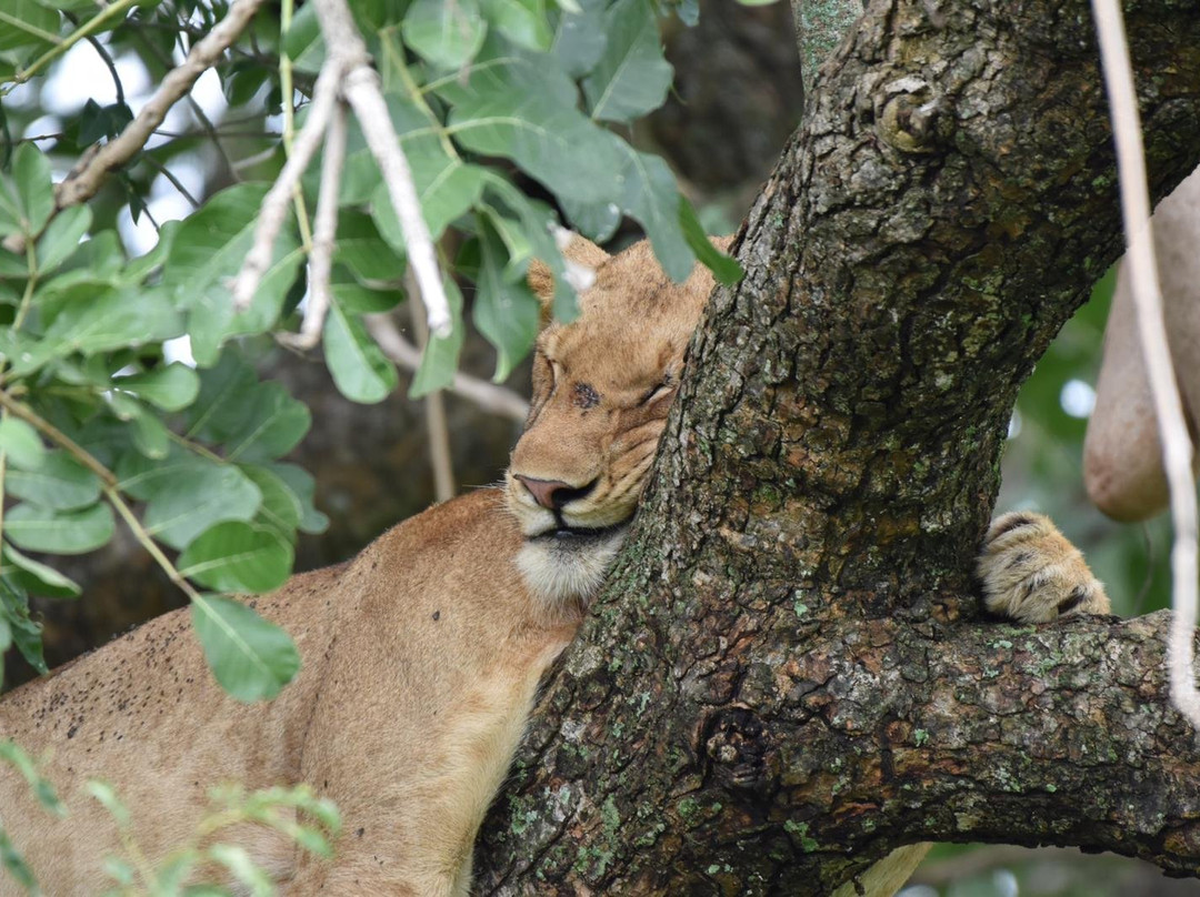 Oikos Safaris-坎帕拉必去景点