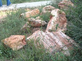 National Fossil Wood Park景点图片