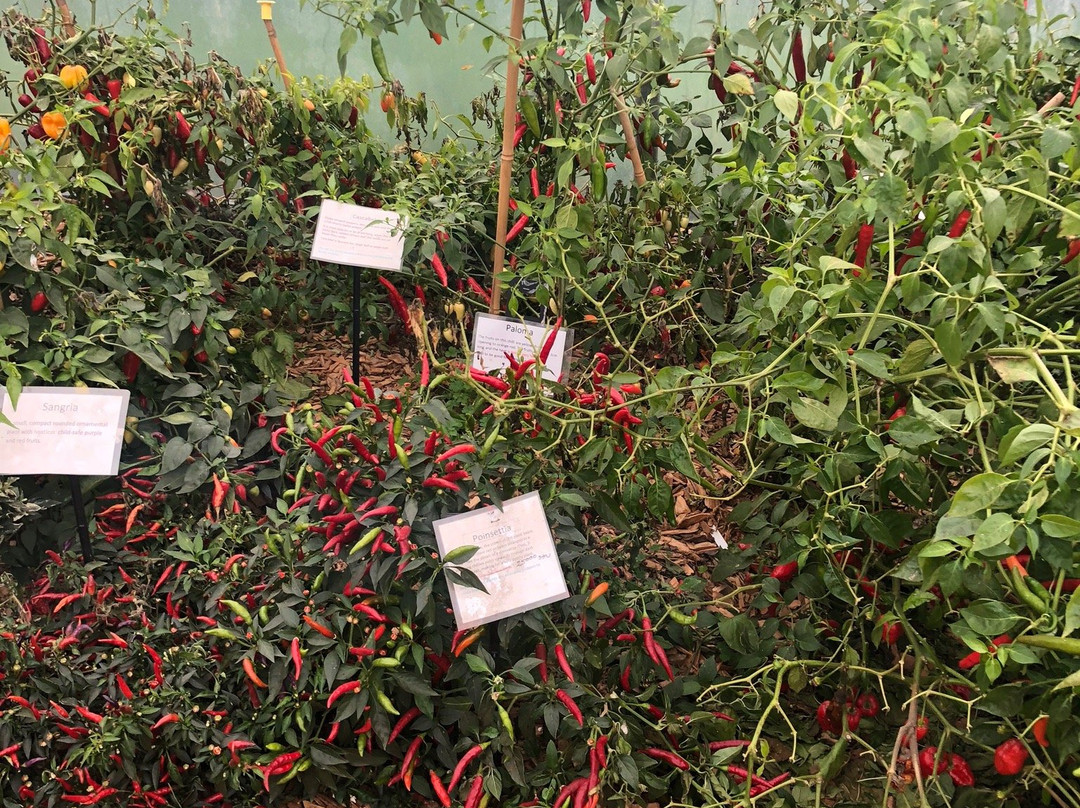 South Devon Chilli Farm-Loddiswell必去景点