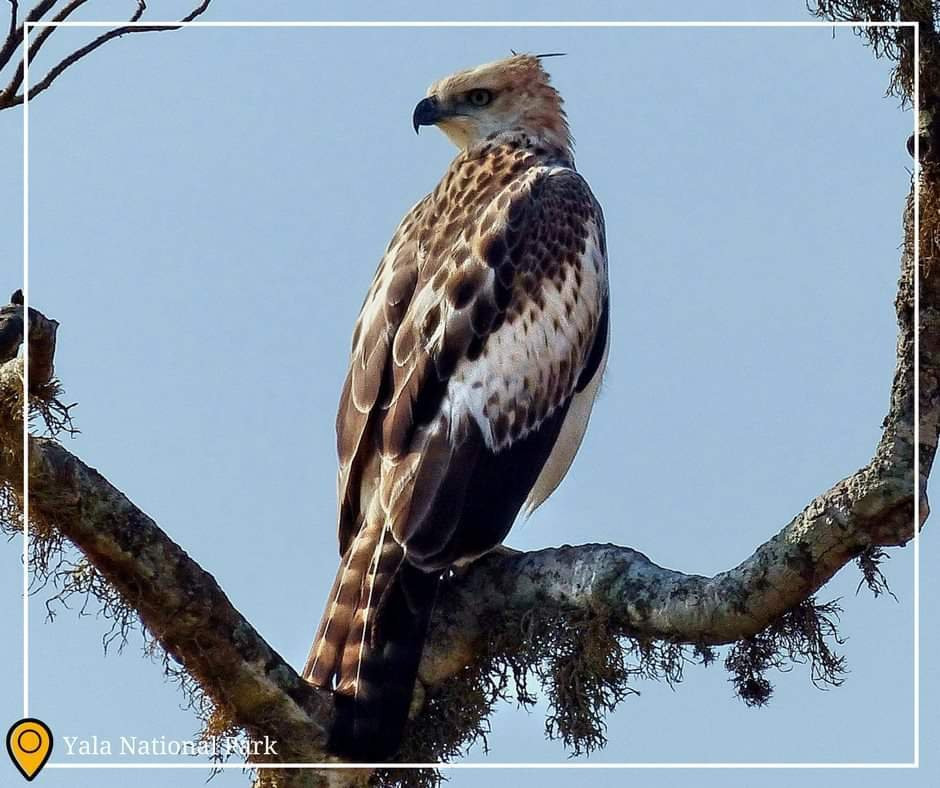 Elegant Safari-Hambantota必去景点