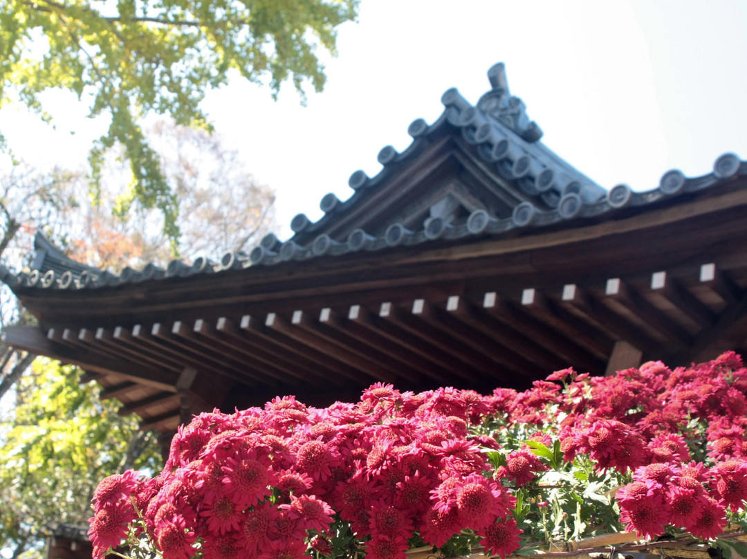 Kasama Chrysanthemum Festival-笠间市必去景点