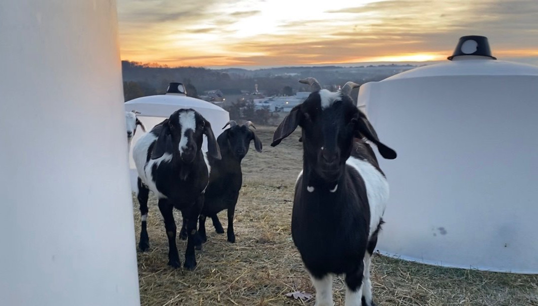 Avondale HIlls Farm景点图片