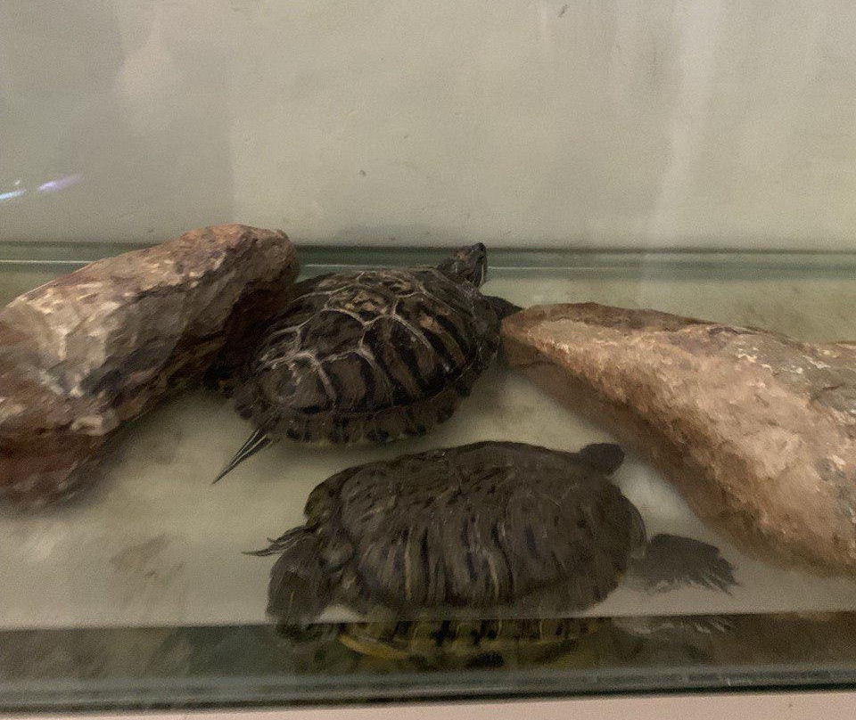 Lizards Land景点图片