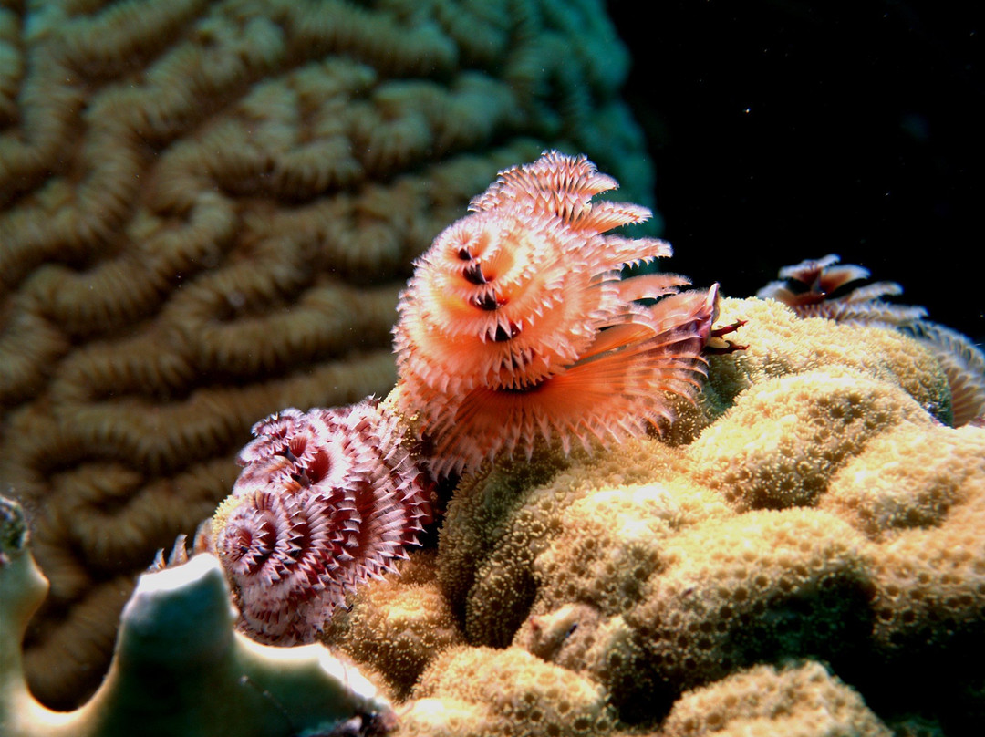 Buddy Dive Water Sports-Kralendijk必去景点