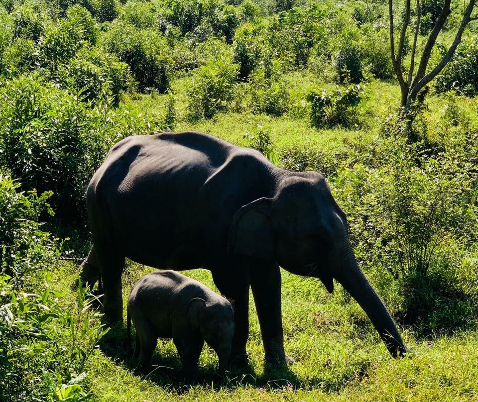 Kaziranga Adventures景点图片