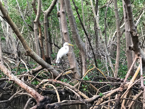 Kayaking SRQ Tours and Rentals-萨拉索塔必去景点