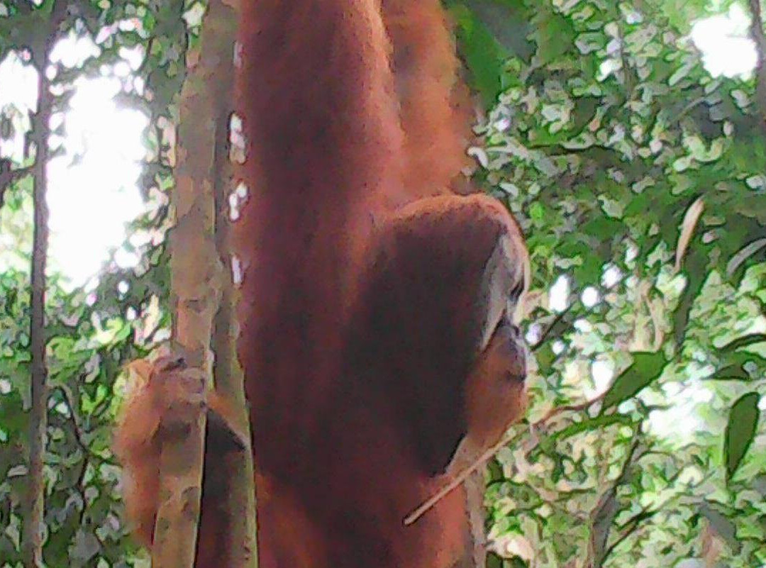 Rimba Dream Jungle Trekking-武吉拉旺必去景点