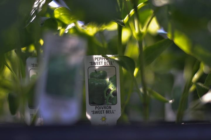 Kingsville旅游景点-Lee and Maria's