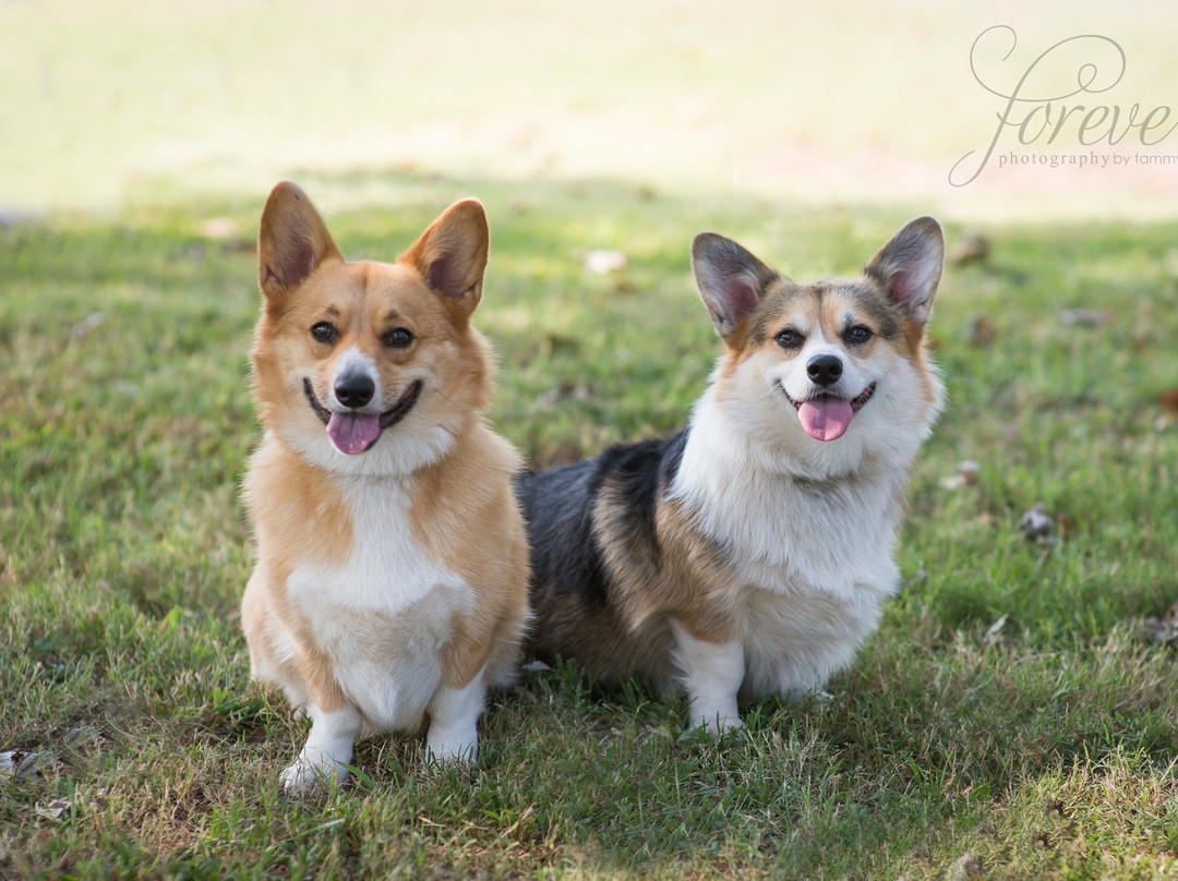Paws Valley Dog Park-Pauls Valley必去景点