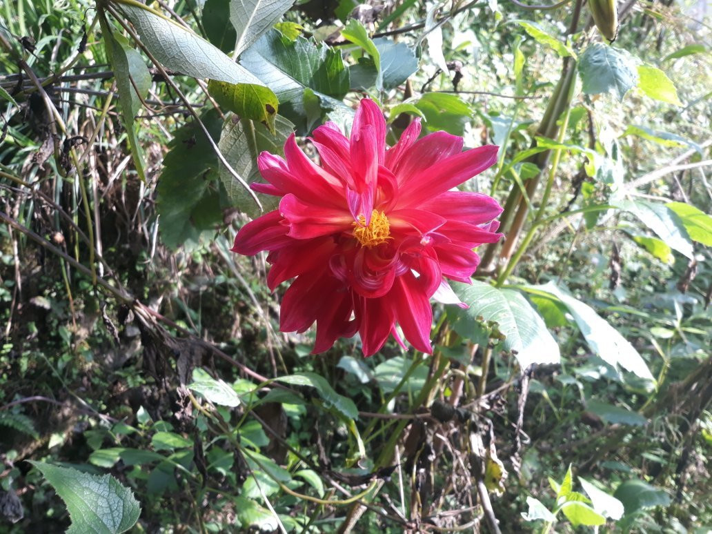 Rock Garden-Namchi必去景点