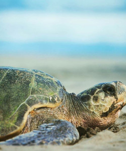 Campamento Tortuguero Playa Hermosa景点门票图片