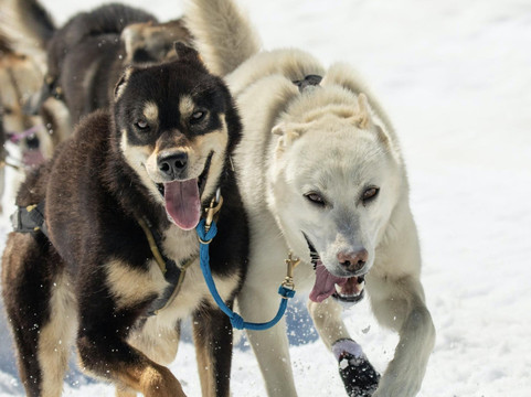Alpine Air Alaska (Seward, AK)-苏厄德必去景点