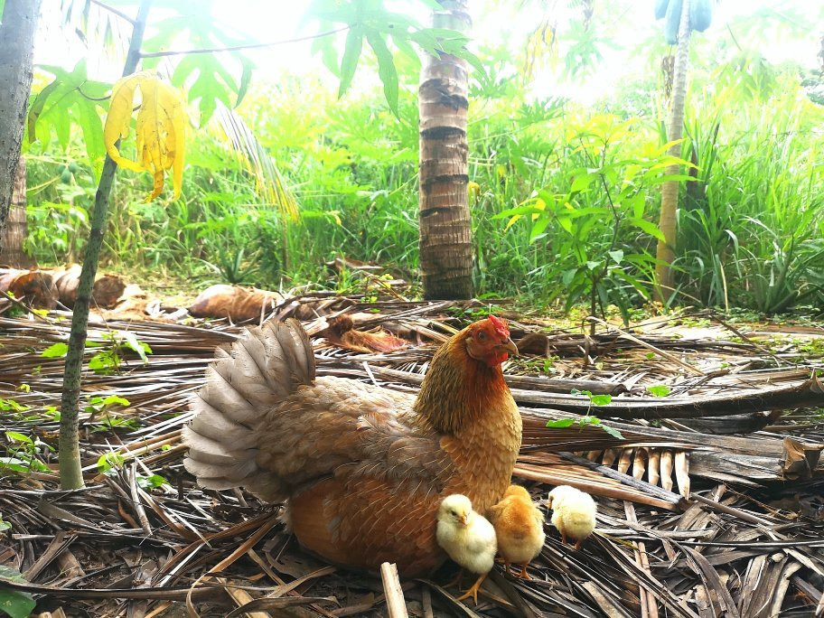 Garden Of Paradise景点图片