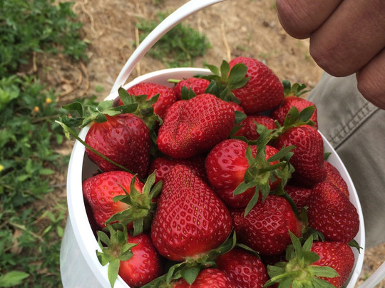 Maplesville旅游景点-Sugar Hill U-pick Farms