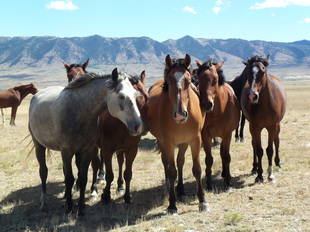 Deerwood Ranch Wild Horse EcoSanctuary景点图片