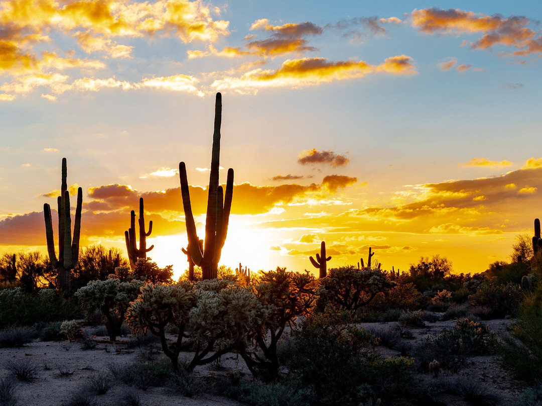 Coyote Paw Productions-凤凰城必去景点