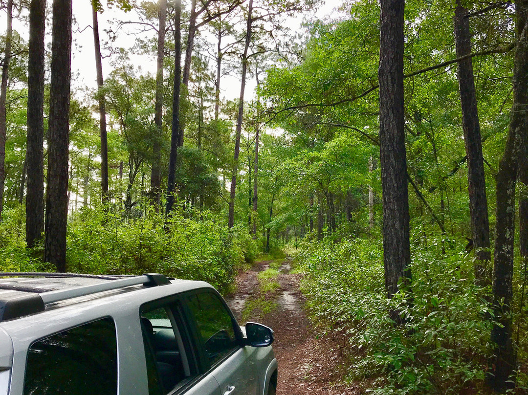 Francis Marion National Forest-Huger必去景点