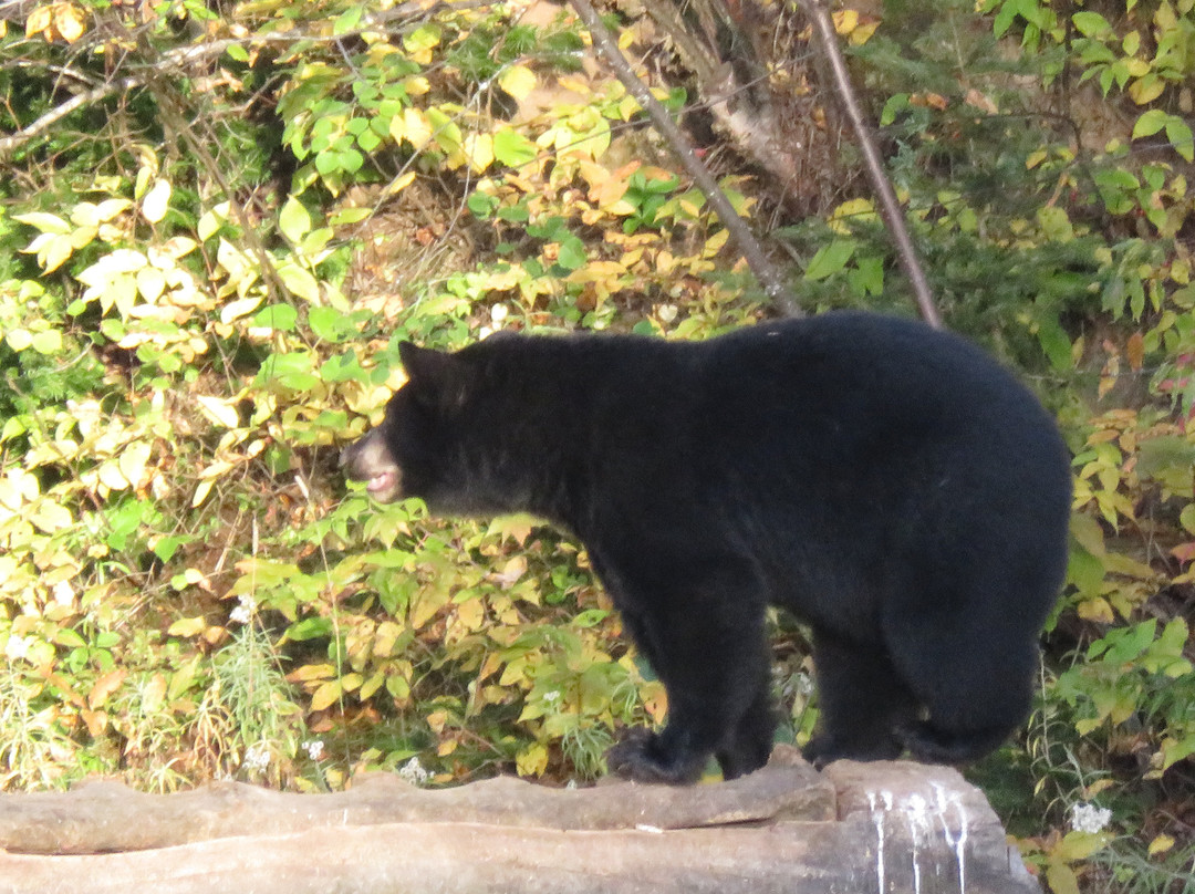 Observation de l'Ours Noir-Sacré-Coeur-Saguenay必去景点
