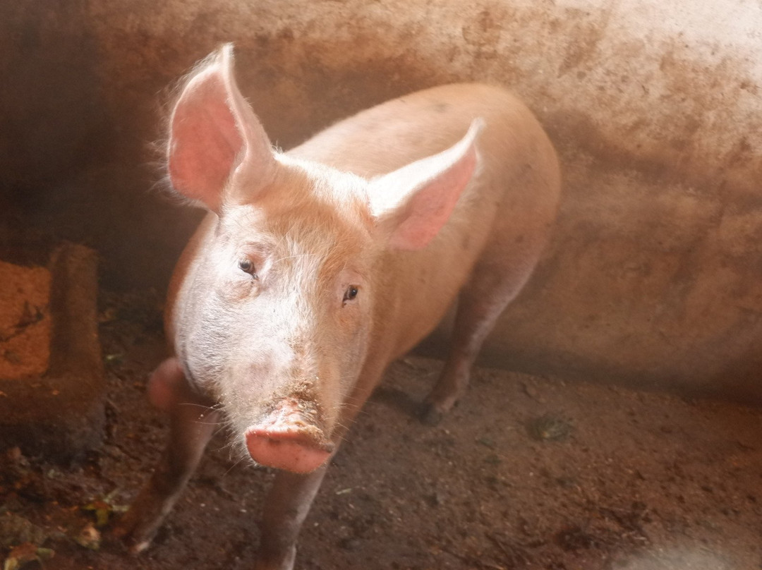 Refugio Das Origens主图