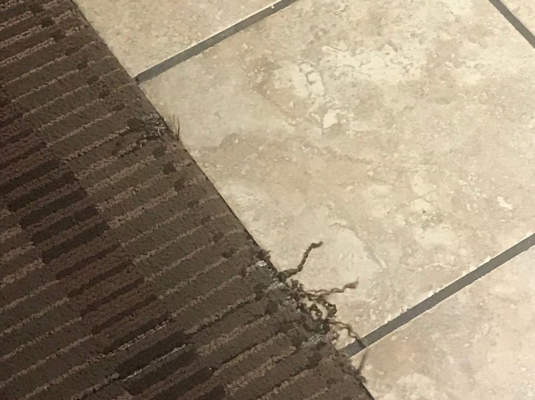 Best Western Of Alexandria Inn & Suites & Conference Center主图