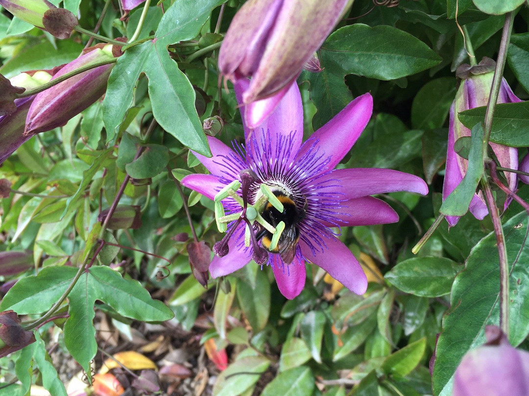 Ventnor Botanic Garden景点图片