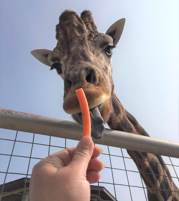 Boulder Ridge Wild Animal Park-Alto必去景点