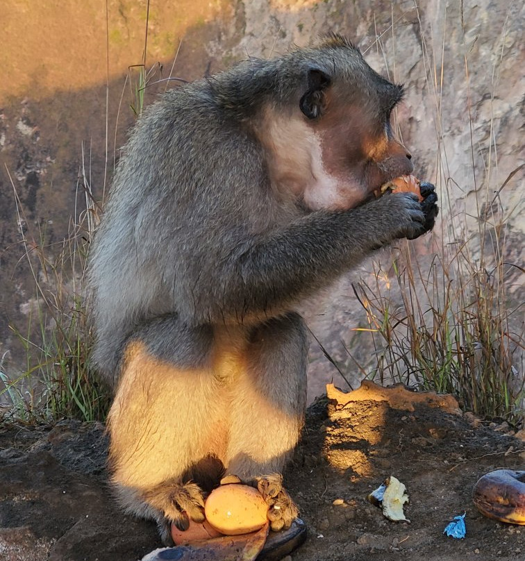 Mount Batur Sunrise Tour-托亚班卡必去景点