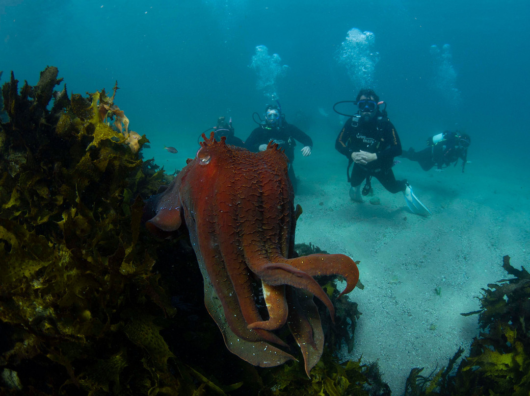 Dive Centre Manly景点图片