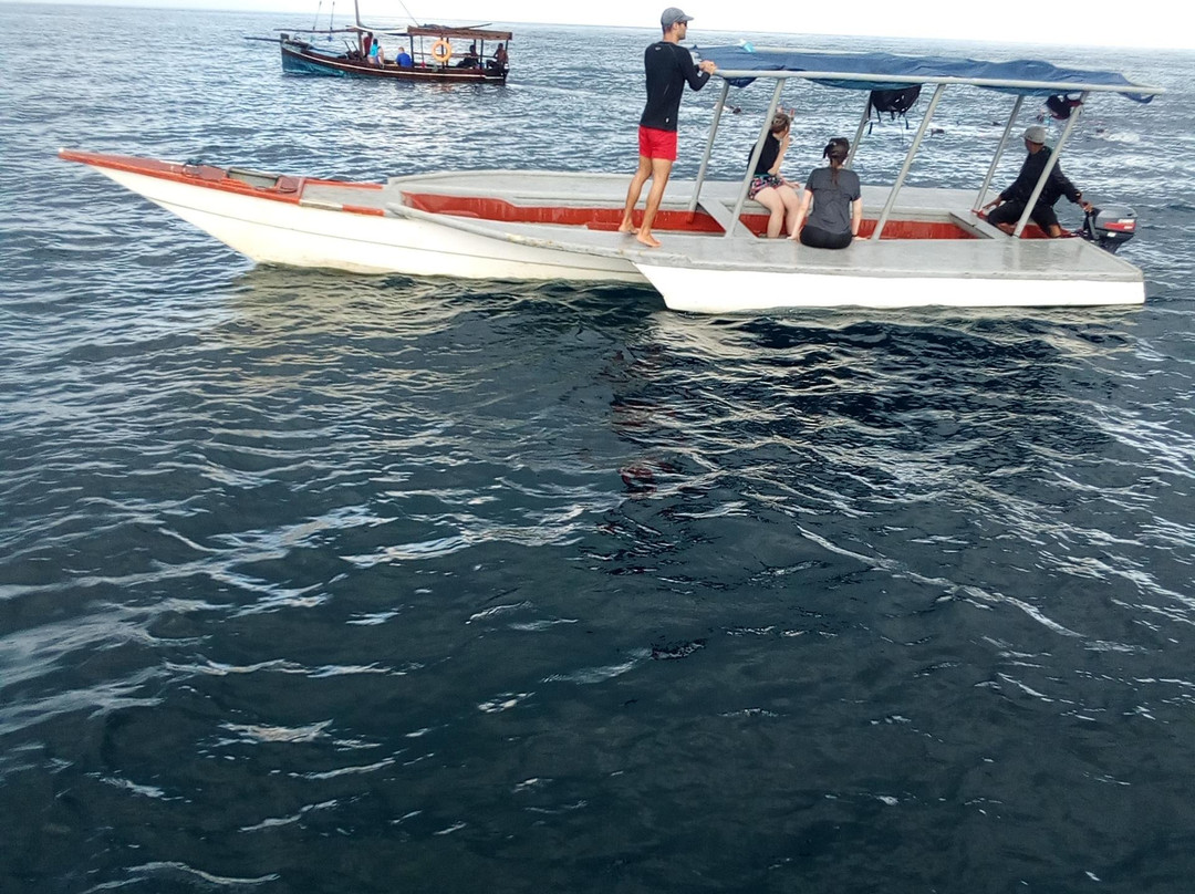 South Mafia Island Whale Shark Safari景点图片