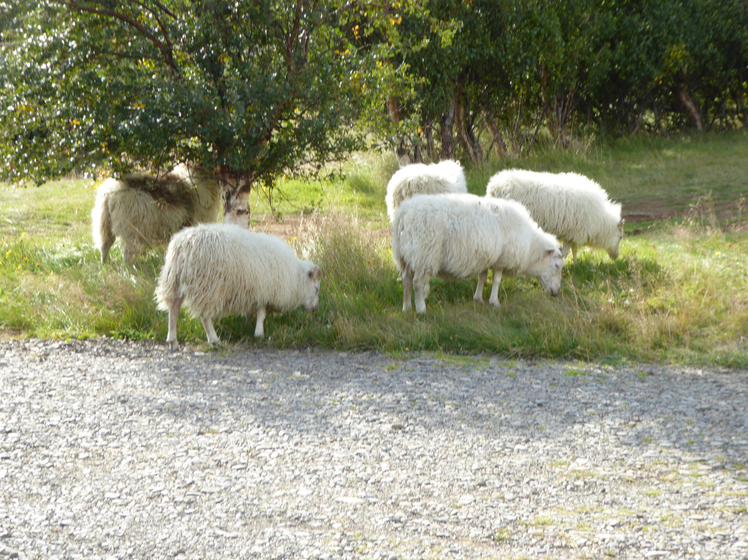 Hotel Laugar Saelingsdal主图