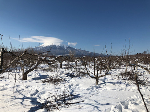 Masahiro Ringo Orchard-弘前市必去景点