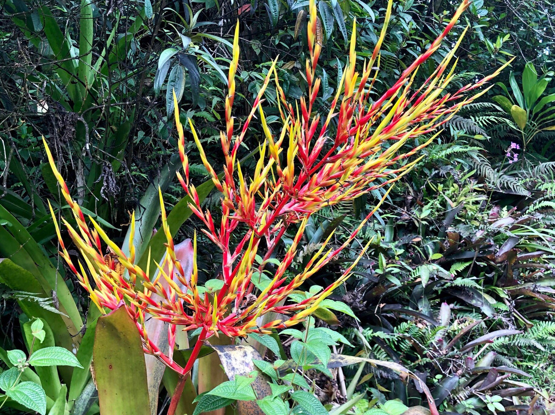 帕奈瓦热带雨林动物园景点图片