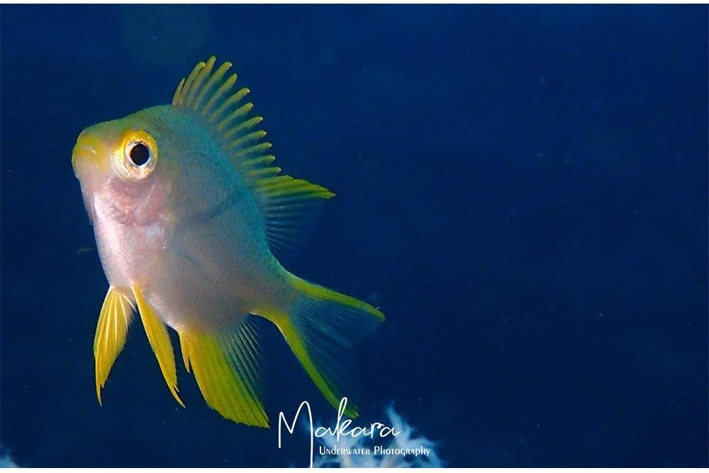 DIVING AND SNORKELING TULAMBEN MAKARA-图兰本必去景点