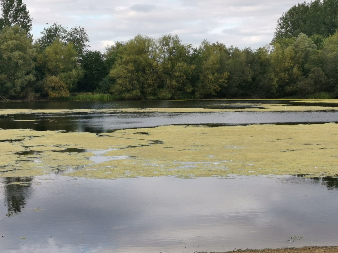 Emberton Country Park景点图片