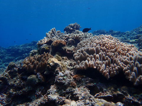 Dive 7 Seas Okinawa-名护市必去景点