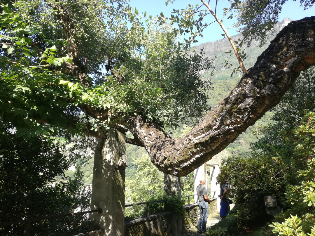 Parco Archeologico Botanico del Paradiso e Museo Archeologico della Valchiavenna景点图片