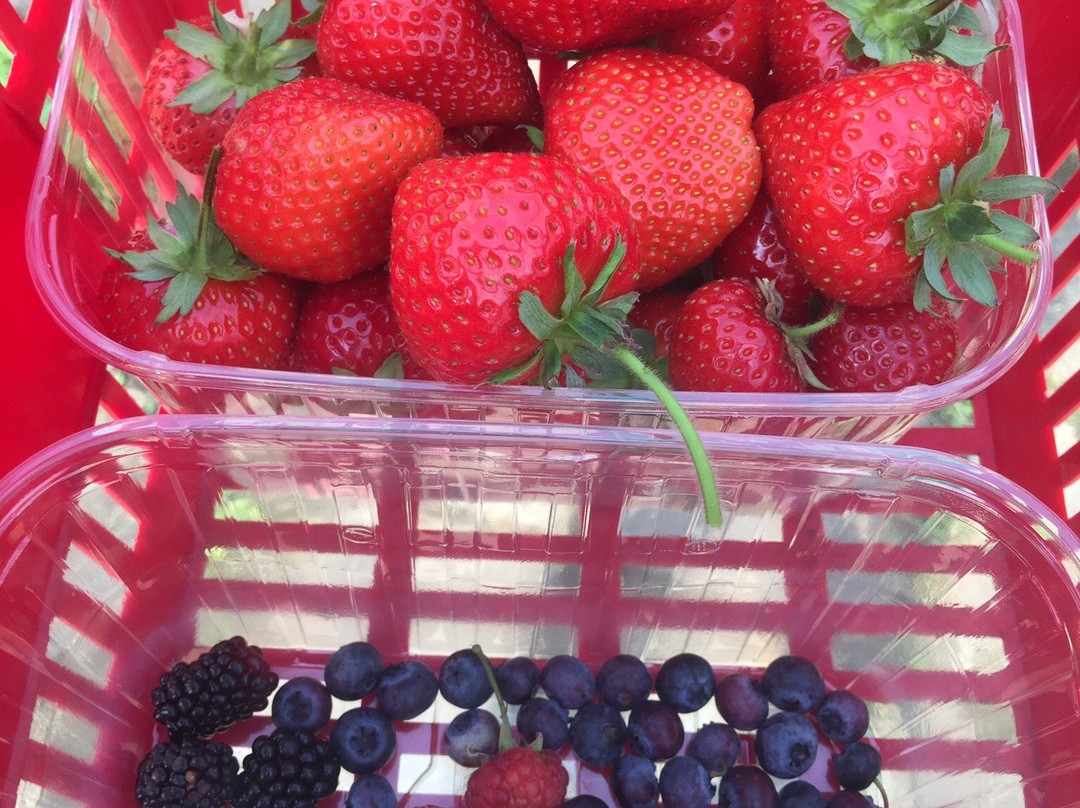 De Zelfpluktuin-特塞尔必去景点