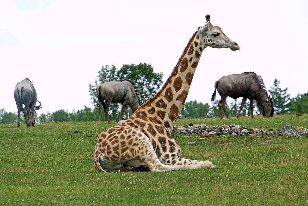 day to day Tours and safaris, Kenya-内罗毕必去景点