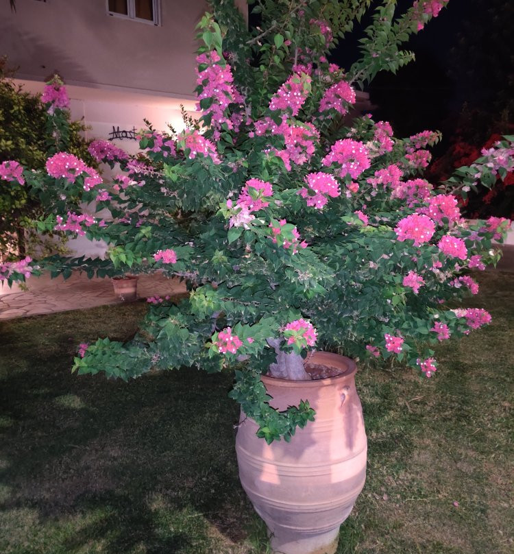 Mastorakis Hotel And Studios主图