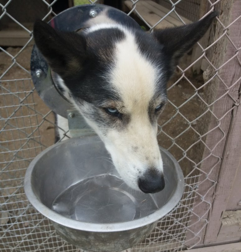 Vuokatti Safaris-Vuokatti必去景点