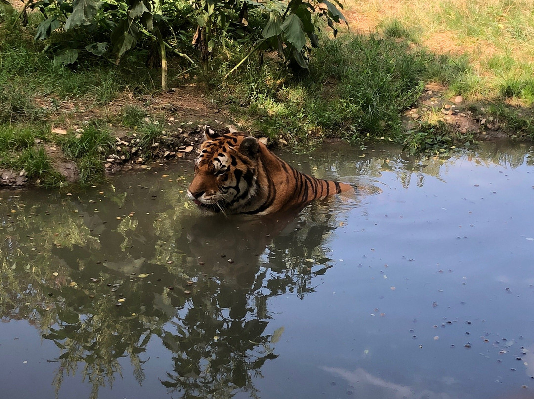 Oaza Sibirskeho Tigra (Oasis of Siberian Tigers)-Kostolna pri Dunaji必去景点
