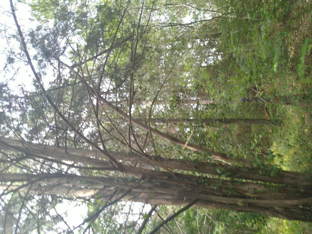 Garden of the Coastal Plain at Georgia Southern University-斯泰茨伯勒必去景点