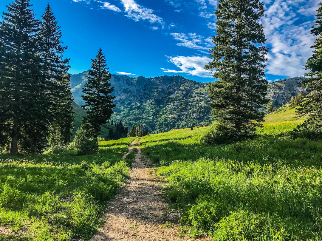 Snowpine Lodge主图