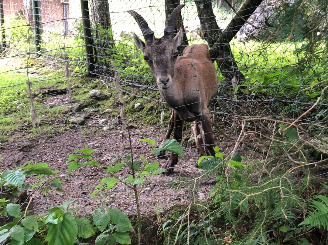 Wildpark Wildbichl-库夫石必去景点