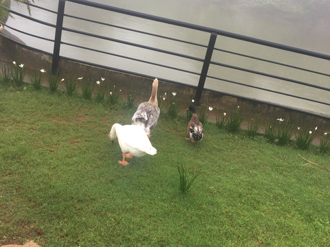 The Upper Deck 度假村主图