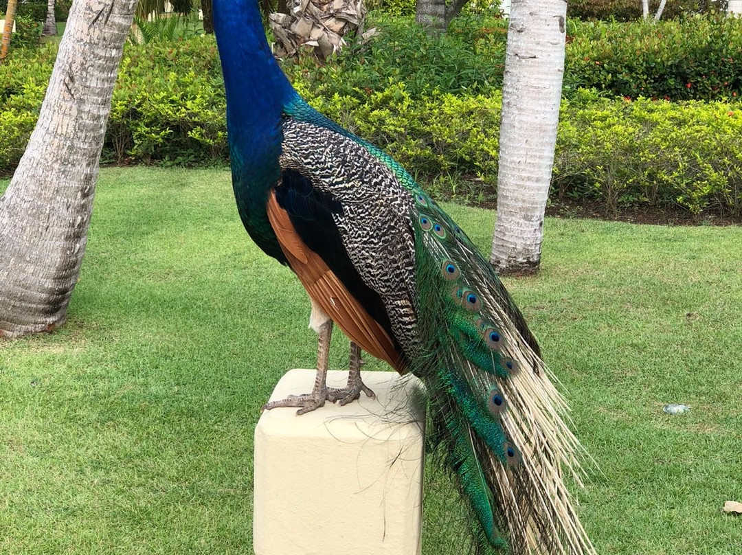 Melia Caribe Tropical Lobby Bar-巴瓦罗必去景点